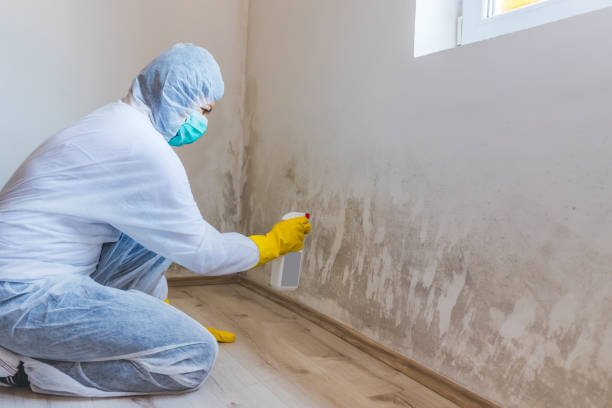 Licensed Black Mold Removal service in Newfoundland, NJ - WQB Mold Removal