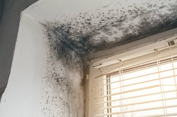Affordable Black Mold Removal solutions in Newfoundland, NJ